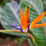 Close-up of the vibrant bird of paradise flower showcasing its unique colors and shape.