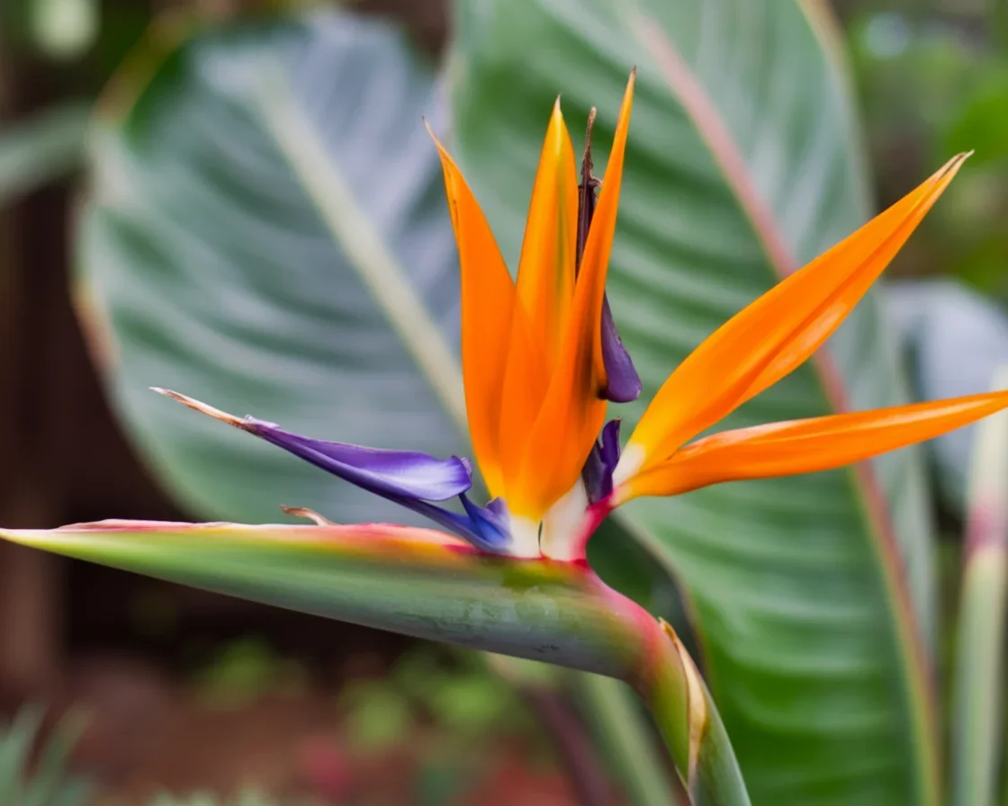Close-up of the vibrant bird of paradise flower showcasing its unique colors and shape.