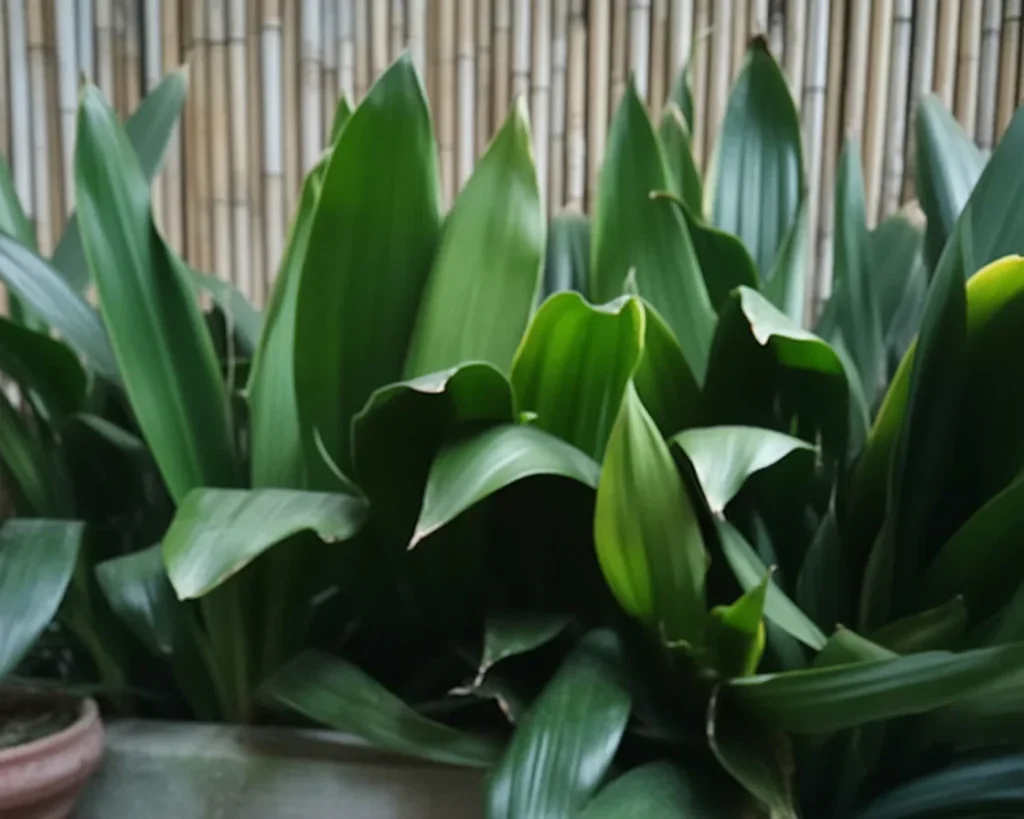 A healthy Cast Iron Plant thriving in a dark indoor corner.