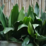 A healthy Cast Iron Plant thriving in a dark indoor corner.