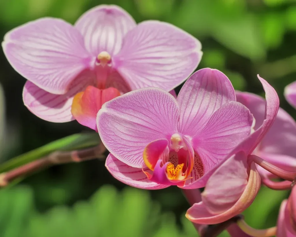 Phalaenopsis orchid blooms with leafy stems in a bright indoor setting.