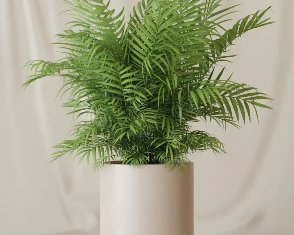 Parlor Palm - Chamaedorea elegans, a low-maintenance indoor plant with arching fronds.