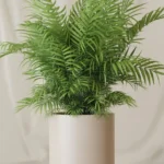 Parlor Palm - Chamaedorea elegans, a low-maintenance indoor plant with arching fronds.