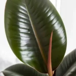 Healthy rubber plant (Ficus elastica) in bright, indirect light indoors.