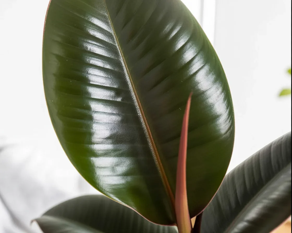 Healthy rubber plant (Ficus elastica) in bright, indirect light indoors.