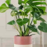 Monstera deliciosa plant showcasing its unique leaves and fruit in a tropical setting.